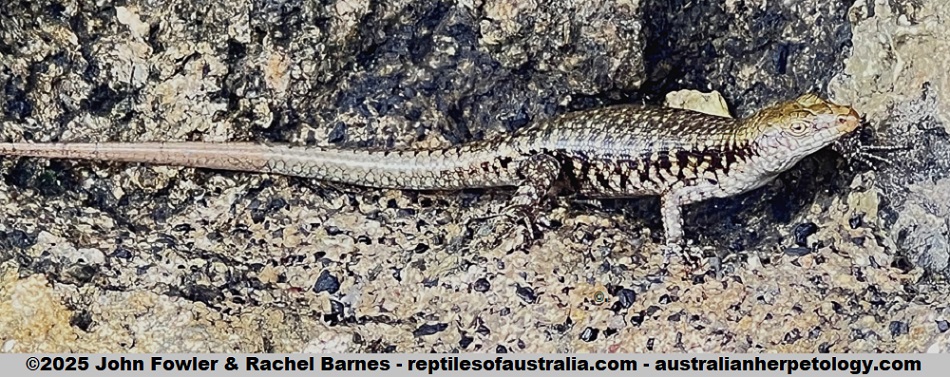 Mangrove Skink (Emoia atrocostata) photgraphed at Island Magic Resort, Efate Island, Vanuatu